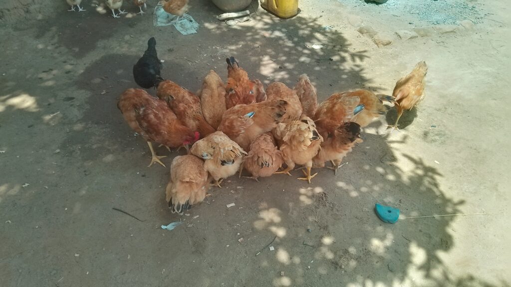 {"capture mode":"automodule","faces":[]}